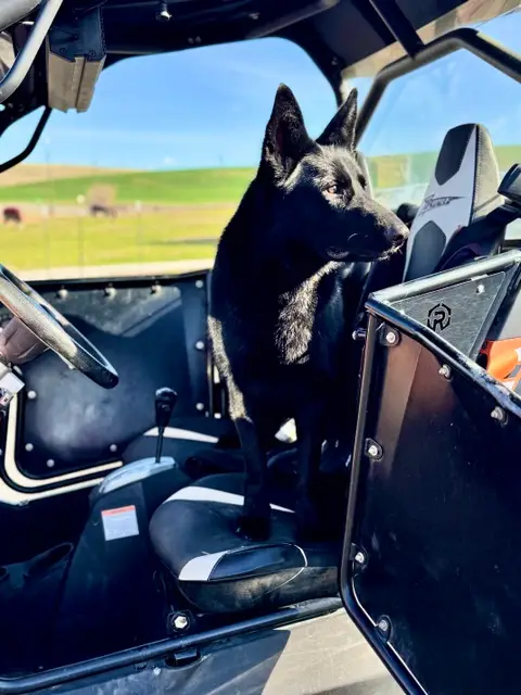 Sitka, a rescue dog remembered by Cassie Frary