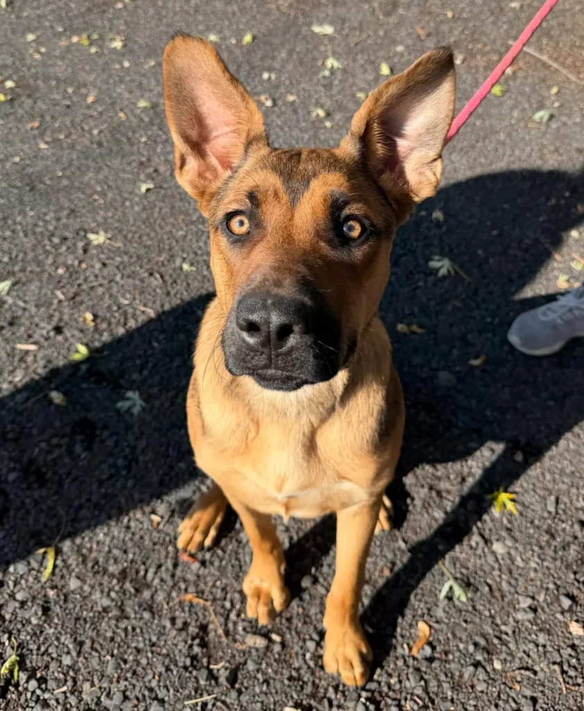 Cheyenne, a brown German Shepherd mix with big ears, looking up outdoors