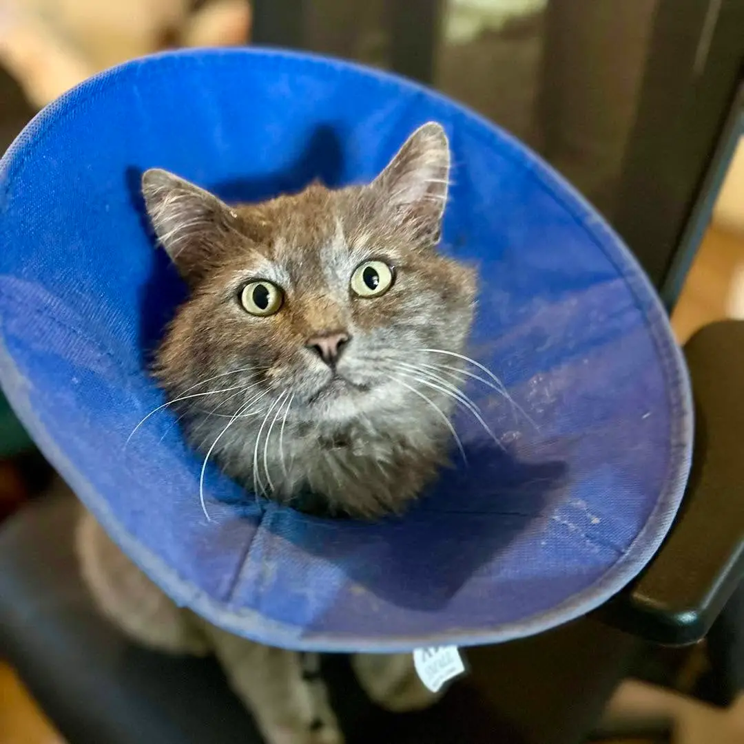Cooper, a gray cat with green eyes wearing a blue protective collar