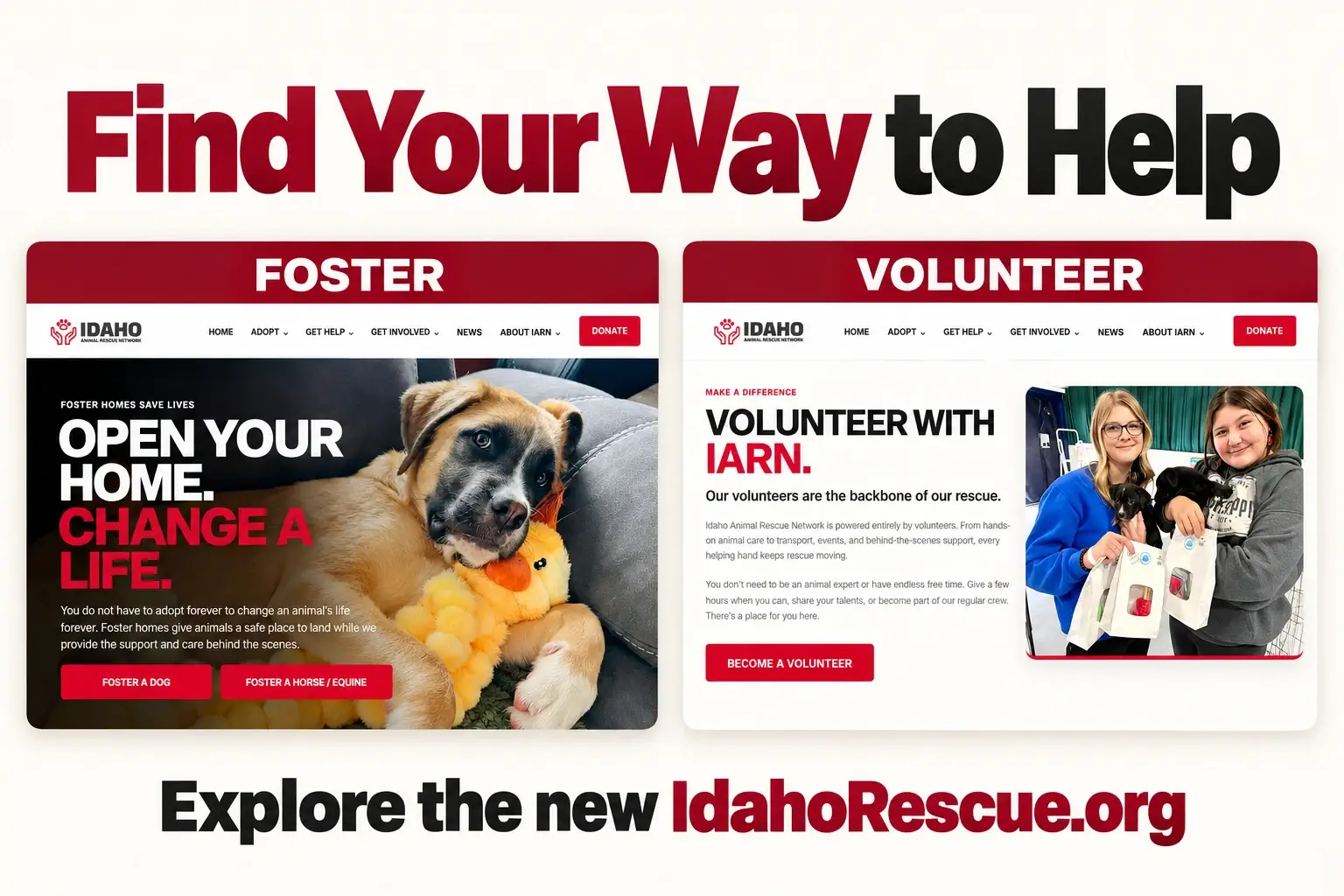 Find your way to help through IARN’s foster and volunteer pages.