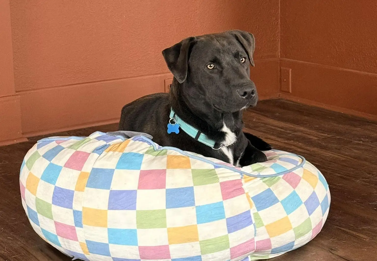 Moose, a black dog with a turquoise collar resting in a colorful dog bed