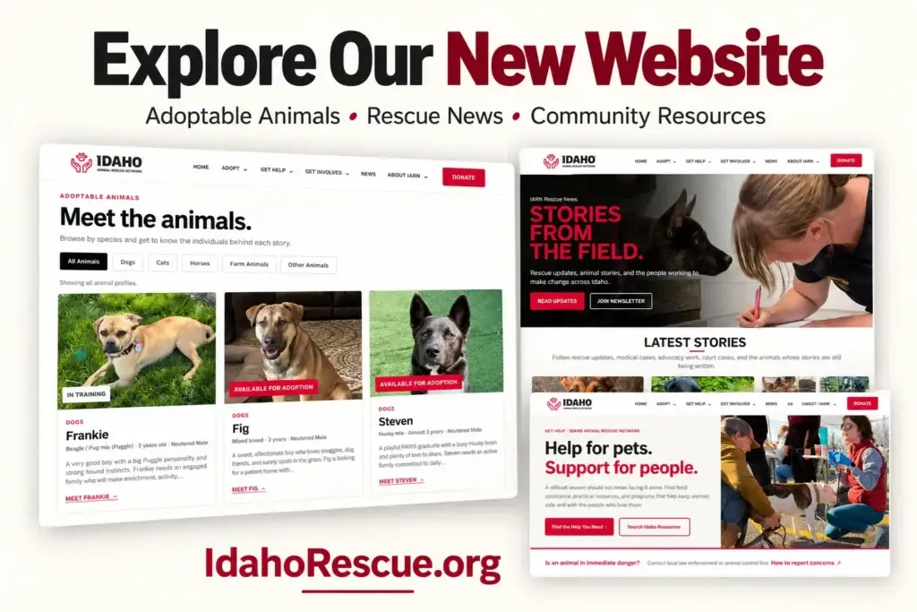 Explore IARN’s new website, featuring adoptable animals, rescue news, and community resources.