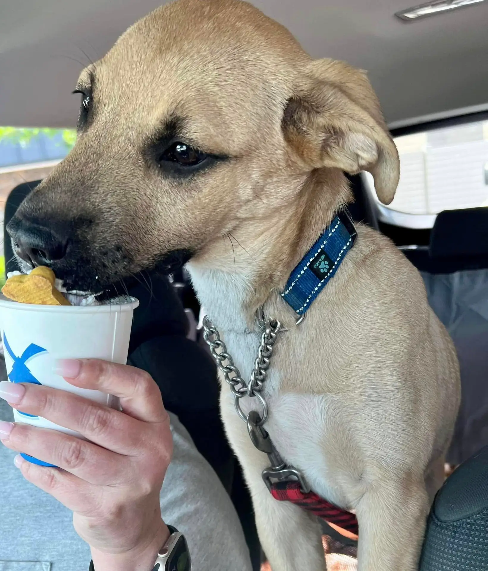 Rescue dog enjoying a pup cup with a volunteer