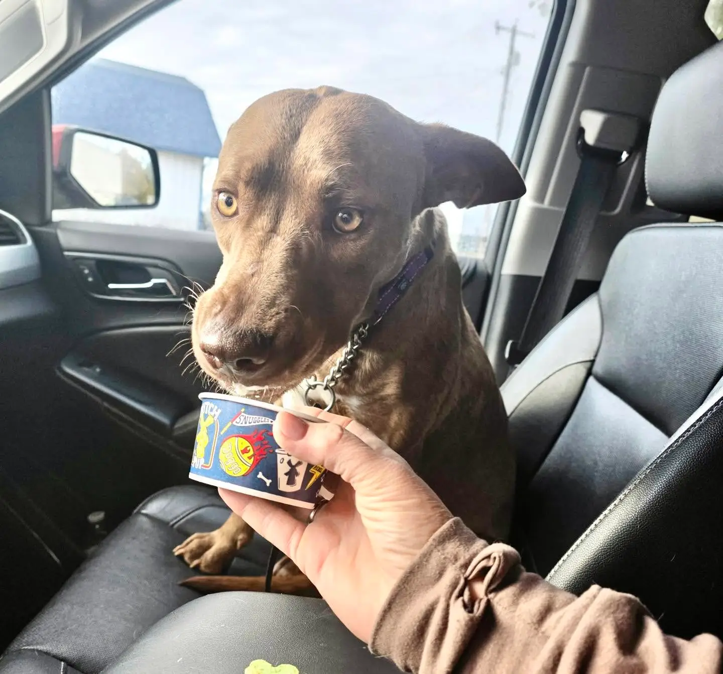 Rescue dog enjoying a pup cup during a volunteer outing