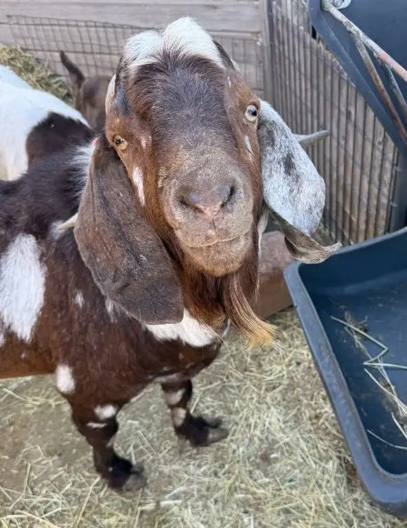 Goat at an Idaho livestock rescue property