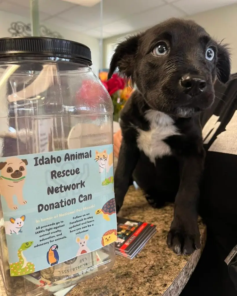 S’more beside an Idaho Animal Rescue Network donation jar